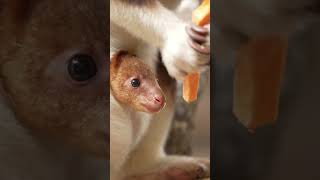 Celebrity Why Kangaroos Are Australia’s Most Epic Oddballs Wealth