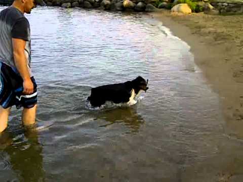 mini australian shepherd 7 months old echo learns to swim 7 month old australian shepherd puppy youtube mini australian shepherd 7 months old echo learns to swim 7 month old australian shepherd puppy youtube