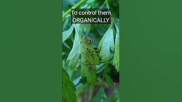 Easy & Effective Organic Grasshopper Control Tips for Your Garden! Natural Pest Control Guide 🌱🦗