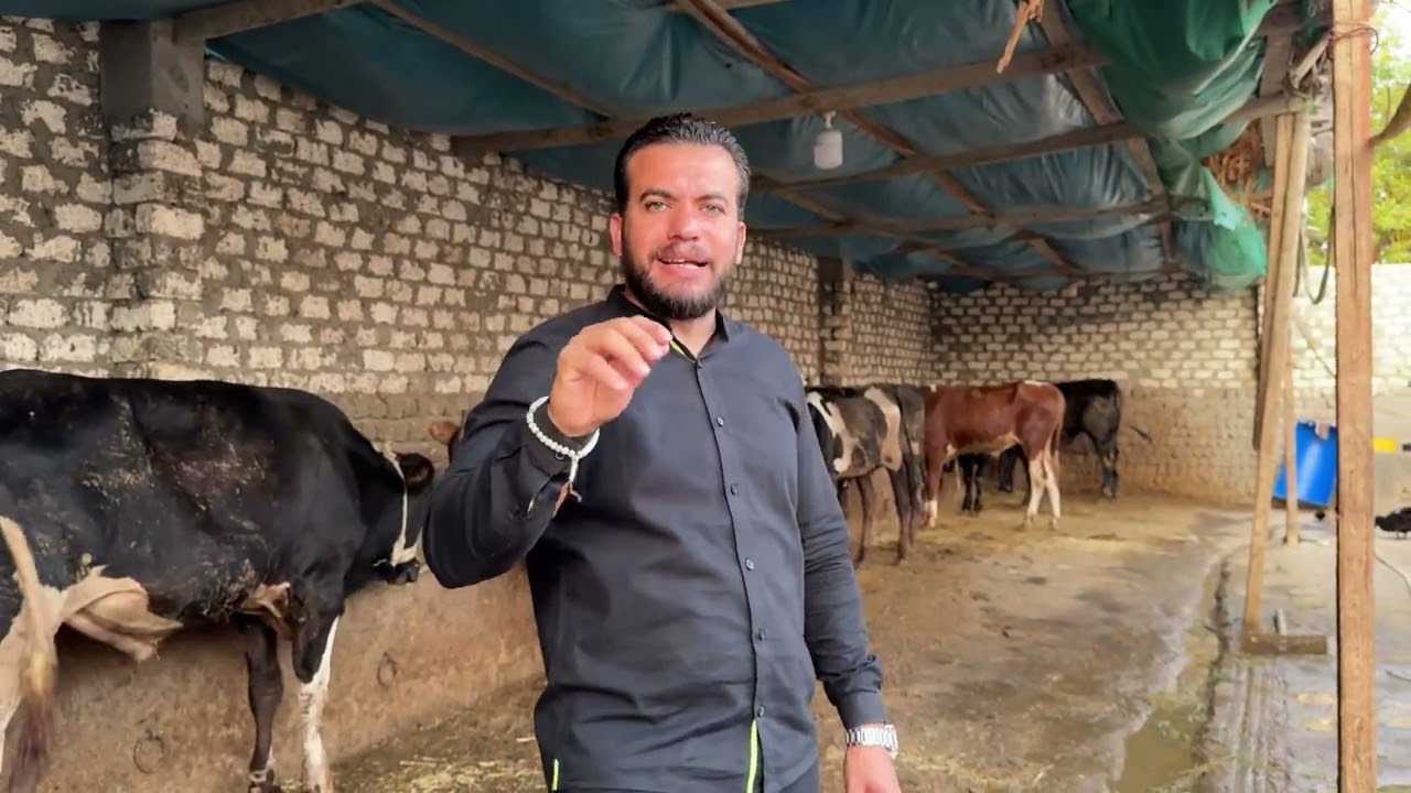 اسعار واعمار عجول الانية مع سليمان الشامي #اكسبلور #food #animals