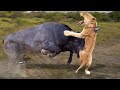 Mother Buffalo attacks Lion very hard to save her baby, Wild Animals Attack