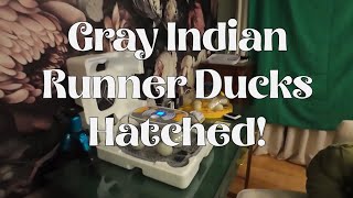 Gray Indian Runner Ducks Hatched! by Homestead in the Burbs 129 views 1 month ago 11 minutes, 2 seconds