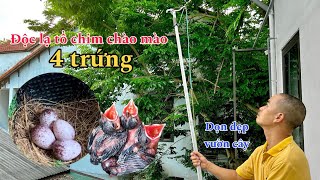 Thành công ghép cặp chim chào mào với tổ chim 4 trứng độc lạ và một ngày dọn dẹp vườn