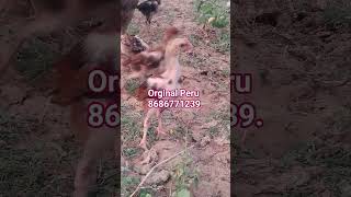 Peru and Peru Cross chick's available in My farm 🐓🐓👑👑🌅🌅💯👑👑🐓🐓.