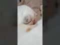 Twitchy sleeping cat