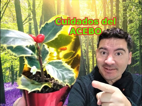 Video: Cultivo de acebos: cómo cultivar y cuidar acebos