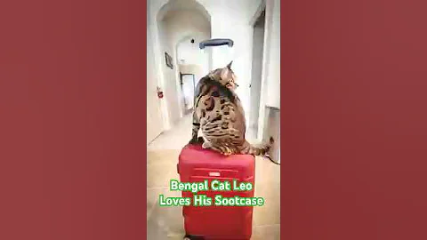 Watch the video about Bengal Cat Leo loves his sootcase!