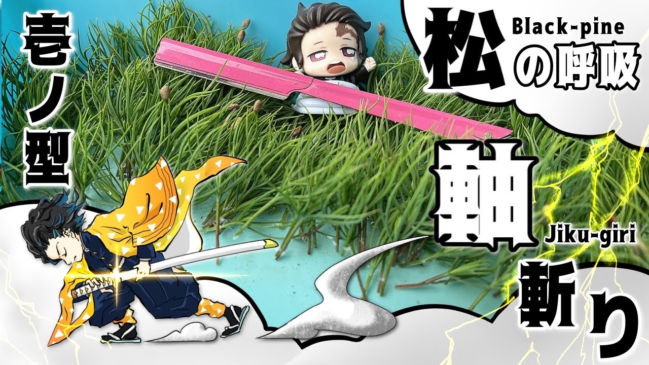 Bonsai black pine seedling cuttings and rooting situation one year