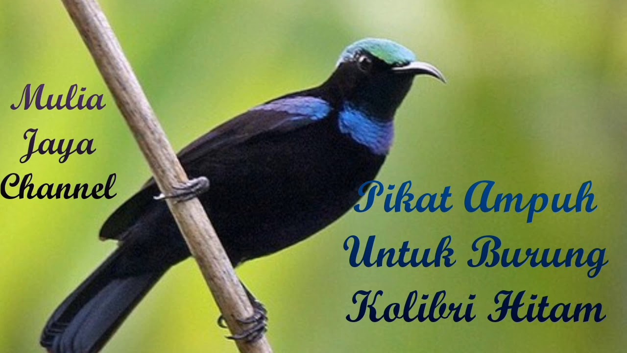 Suara pikat burung kolibri Hitam. ENDKAG - YouTube