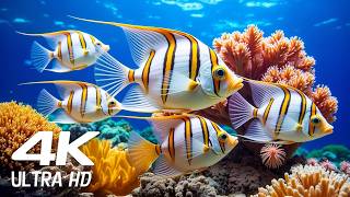 Beautiful Relaxing Music for Stress Relief & Sleep ♫ ☆ NO ADS MID ☆  Underwater Tropical Fish ✰