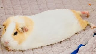 The Best Surprise for the Guinea Pigs | Buying Sylvester Everything He Wants