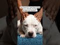 The Calming Massage Spot Every Dog Owner Should Know