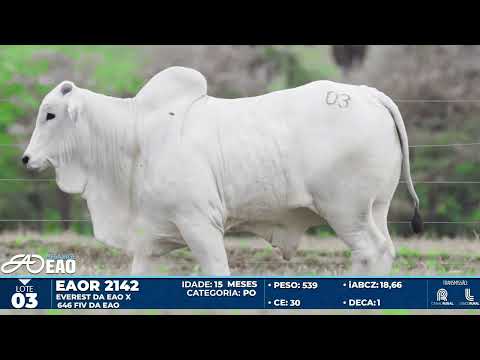 LOTE 03