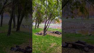 #успех #любовь #вдохновение #жизнь #цитаты #мудрость #природа #цитатыосмысле #стихи #horse