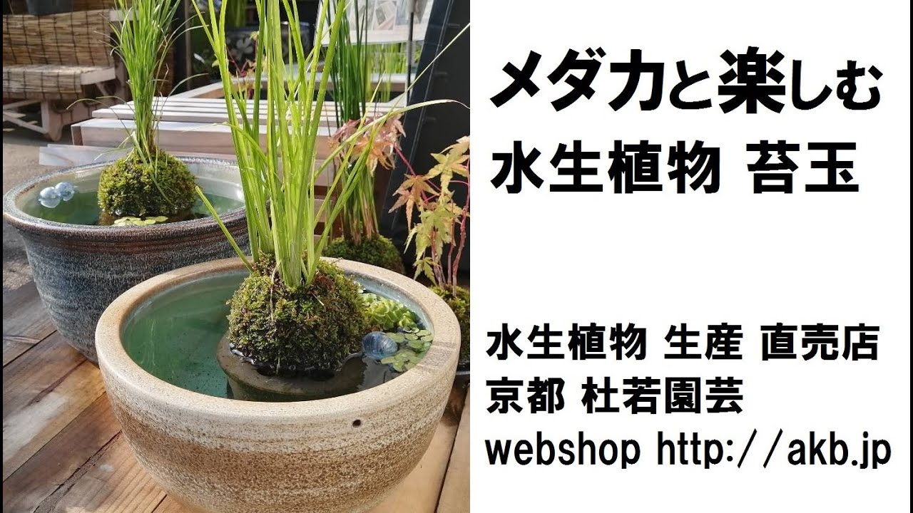 メダカと楽しむ水生植物 苔玉 Kokedama Youtube