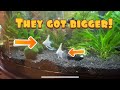 Albino White Angel Fish | Getting Bigger and Bigger