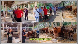 Review Harga Sapi Qurban 2024