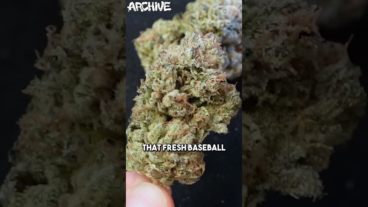 BAZOOKA JOE Strain Review is up now on the main channel! 