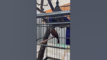 BURUNG GACOR DORR #kicaumania #youtube #youtubeshorts #viral