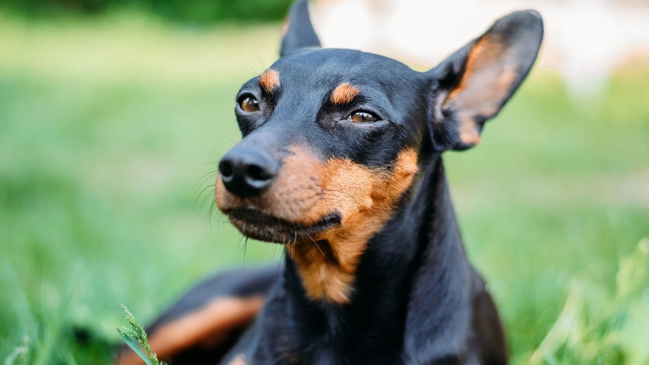 Are Doberman Pinschers good with other dogs if they have been raised