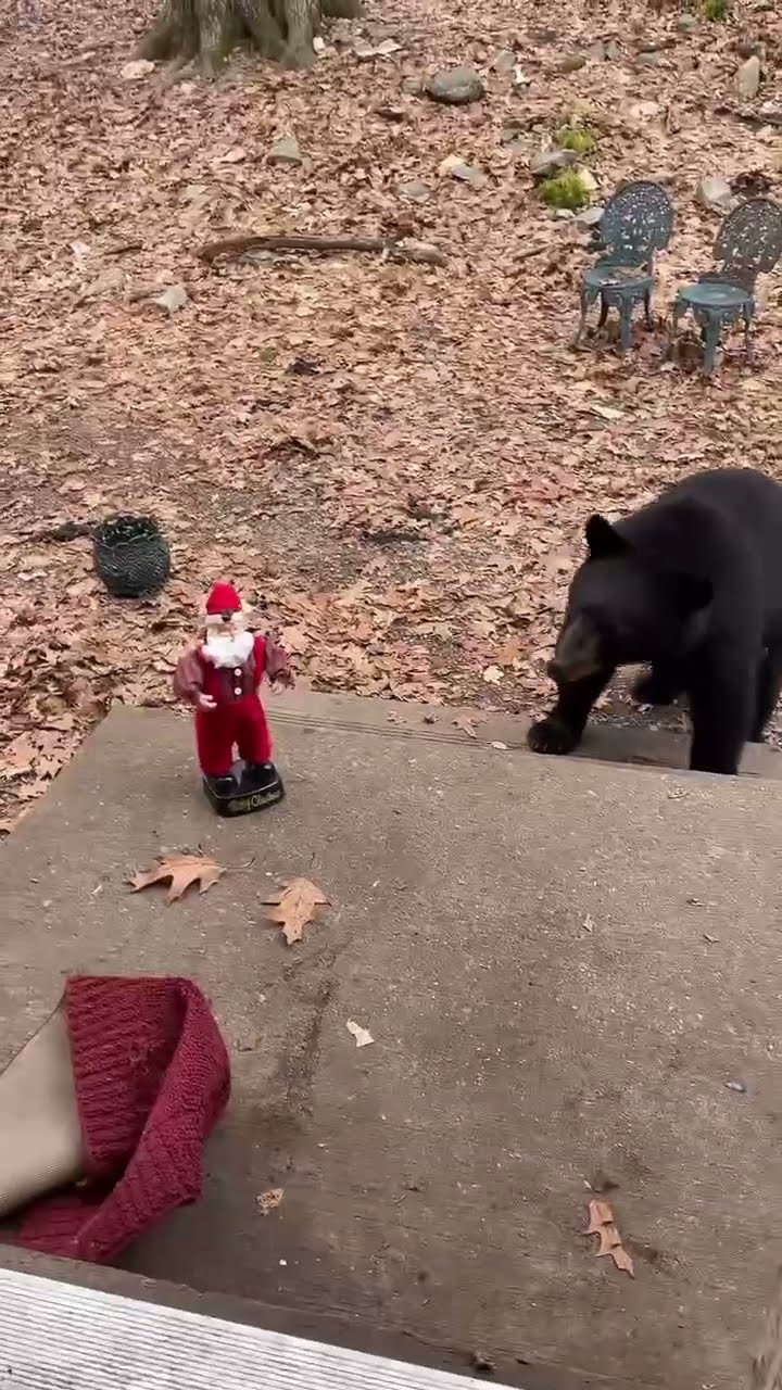 Bear Reacts to Dancing Santa || ViralHog