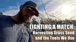 Harvesting Grass Seed and the Tools We Use by The Orianne Society 339 views 5 months ago 6 minutes, 18 seconds