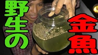 野生の金魚を求めて罠を仕掛けた結果
