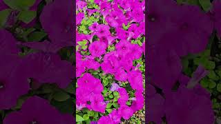 Pink Petunias, Regent's Park, London, July 2025