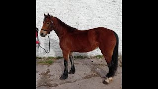 Famous Sarah Jane - Pretty Welsh D Mare Broken and Riding Wealth
