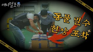 ※분노 주의※ 불법 밀수 상자에서 숨을 거둔 멸종위기 동물?!   이럴 수 있어??? | 환경스페셜 '은밀한 거래, 희귀동물' (2/4) | KBS 220224 방송