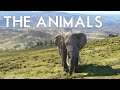 Microsoft Flight Simulator 2020 - ANIMALS and Wildlife