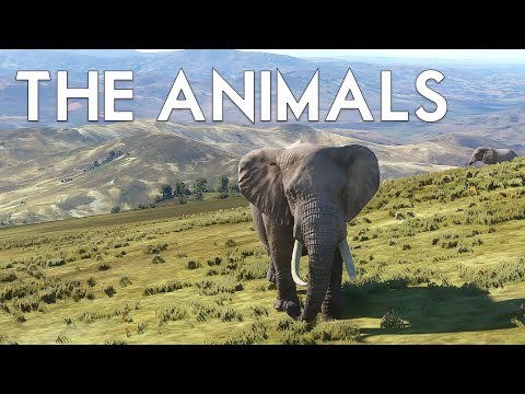 Video Microsoft Flight Simulator 2020 - ANIMALS and Wildlife