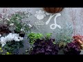 たぶんナツメグゼラ（ハーブゼラニウム, アップルゼラ）