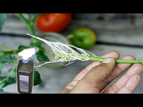 Video: Waterstofperoksied vir plante - Hoe om waterstofperoksied in die tuin te gebruik