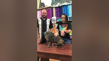 What The Heck Is Frogger