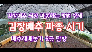 김장 배추 파종시기 파종하는 방법 괴산순정농부 괴산절임배추  [배추재배방법]