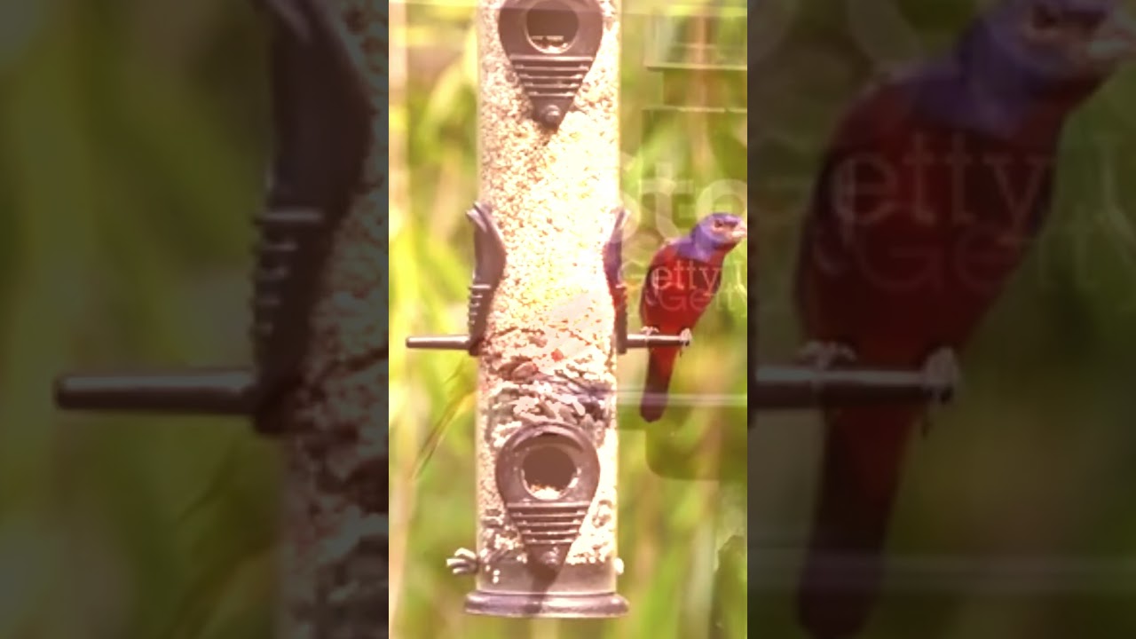 “Painted Bunting: The Most Colorful Bird in America!”