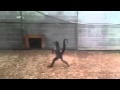 Monkey walking like human