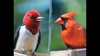 Blue Jays, Red-Headed Woodpeckers, Cardinals, Summer Tanager, & Other Birds at the Feeders by Matthew De Seguirant  36 views 12 days ago 6 minutes, 25 seconds