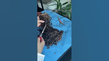 غيرت تربة نبتة الكلاثيا وفاجأتني بالنتيجة نباتات Plants Repotting زراعة اكسبلور قبل بعد 
