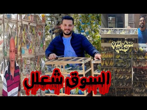 تقرير اسعار العصافير في سوق الجمعة السيدة عائشة 24 10 2025