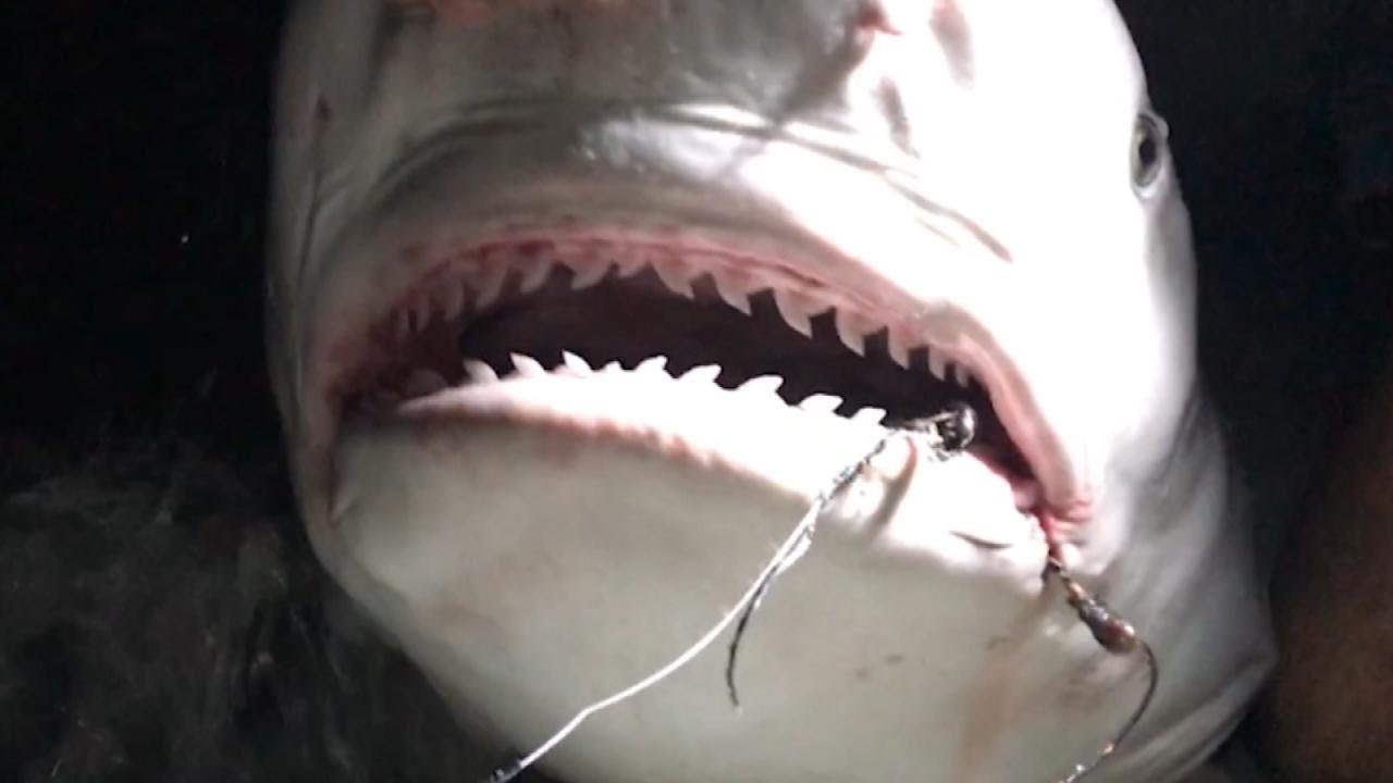 Boat Captain Pulls Rusty Hook From Mouth of 7FootLong Shark YouTube