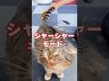 大嫌いなブラッシングvsもふもふマスクの結末がコチラ🤣🤣🤣 #猫