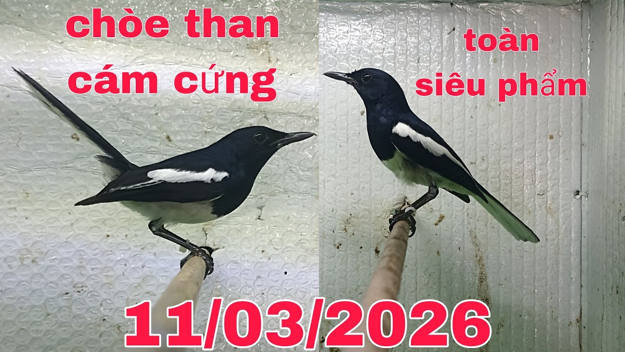 11 tháng 3, 2026 Chòe Than Trống Cám Cứng Bao Tật Lỗi...