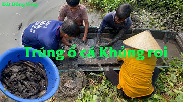 Chặt Cù Trúng Mánh Lớn | Vô Nguyên Bầy Cá Lóc Khủng Và Gần 20kg Cá Lâu Kiếng |T92 #ĐấtĐồngVlog