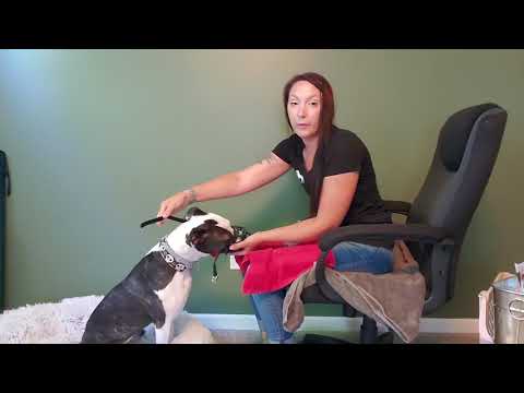Muzzle Training - Introducing straps / buckle