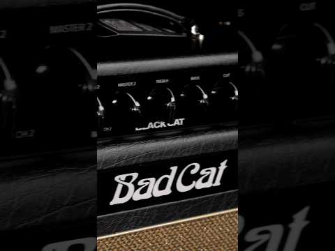 Bad Cat Black Cat 20w 1x12 Combo Amplifier w/Fender Mustang #shorts