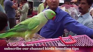 parrots Price in pakistan | Lalukhet Sunday Birds Market Latest Update