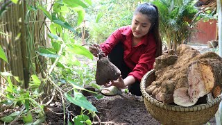 Harvest Yam That We Grew Last Year For Cooking / Yummy Yam Recipes / Cooking With Sreypov