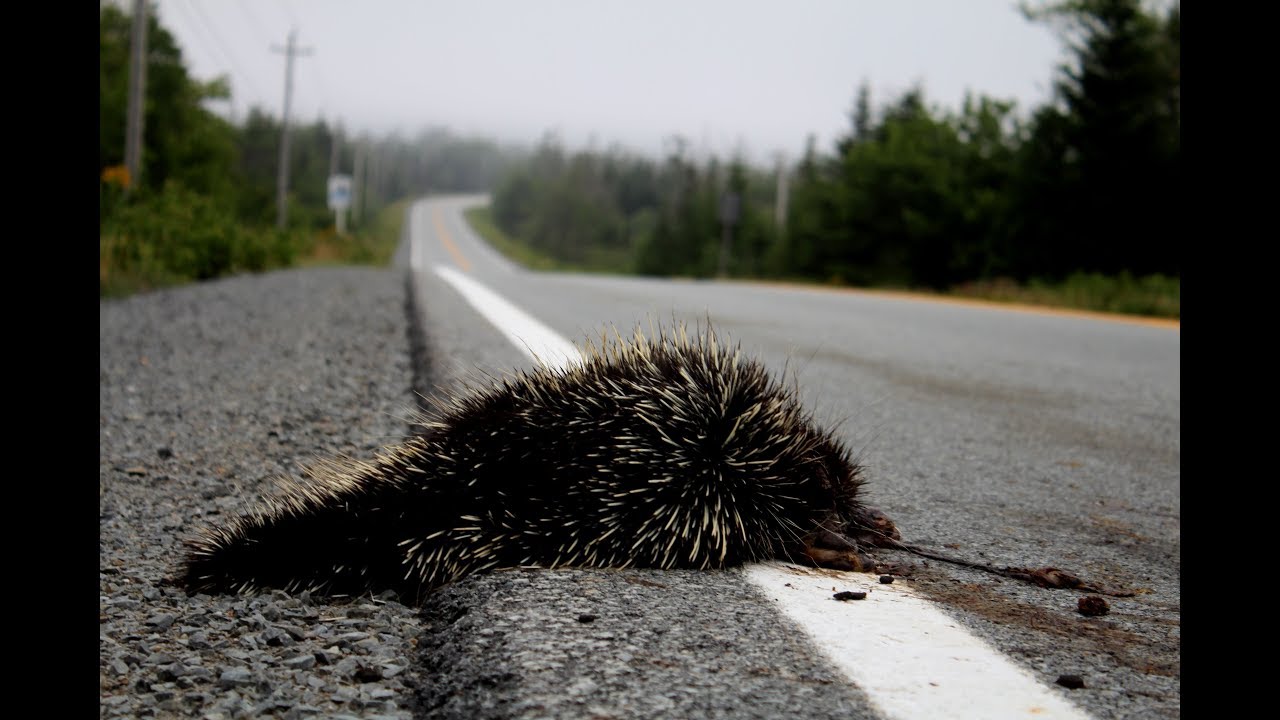 Harvesting Porcupine Quills (Why we only use fresh porkys!) YouTube